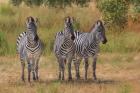 Three Zebras South Luangwa