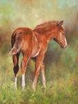 Foal In Sunshine