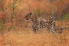 Leopard In The African Bush 2