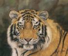 Amur Tiger Portrait