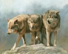 Three Wolves