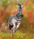 Zebra Running