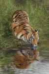 Tiger At Waters Edge
