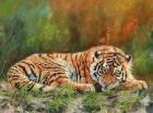 Amur Tiger Laying Down