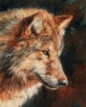 Grey Wolf Portrait