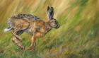 Wild Hare Running