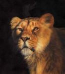 Study Of A Lioness