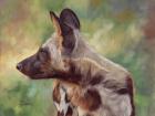 African Wild Dog