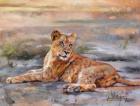 Lion Cub Resting