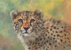 Cheetah Portrait