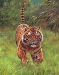 Sumatran Tiger Running