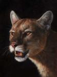 Cougar