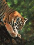 Tiger Cub Climbing Down Tree