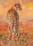 Cheetah Midday Sun