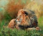 Lion Full Of Grace