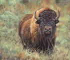 Bison