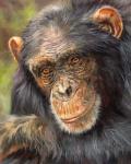 Chimp The Thinker