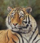 Tiger Portrait 6