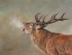 Red Deer Stag