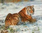 Tiger In Snow