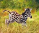 Young Zebra Running