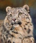 Snow Leopard 6