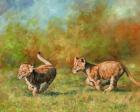 Lion Cubs Running