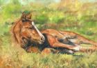 Foal Laying Down