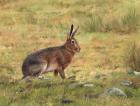 Wild Hare