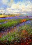 Lavender Field