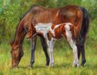 Horse And Foal Grazing