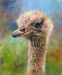 Ostrich