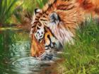 Tiger Quenching Thirst