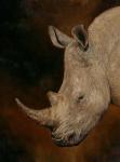 Rhino 2