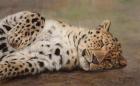 Resting Leopard