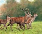 Red Deer