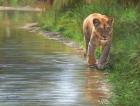 Water's Edge Lioness