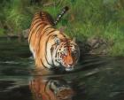 Tiger Entering Water