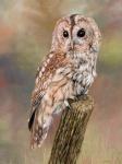 Tawny Owl