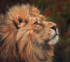 Lion Study