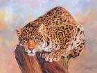 Jaguar On Tree Stump