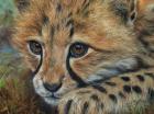 Cheetah Cub Close