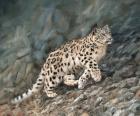 Snow Leopard Climbing Up