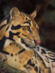 Clouded Leopard Portrait