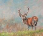Red Deer Stag From Behind
