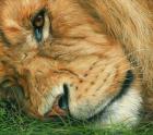 Lion Sleeps