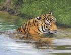 Tiger In Water 1