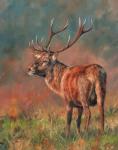 Red Deer Stag 1620
