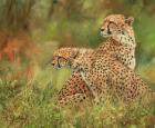 Cheetah Siblings