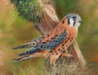 American Kestrel